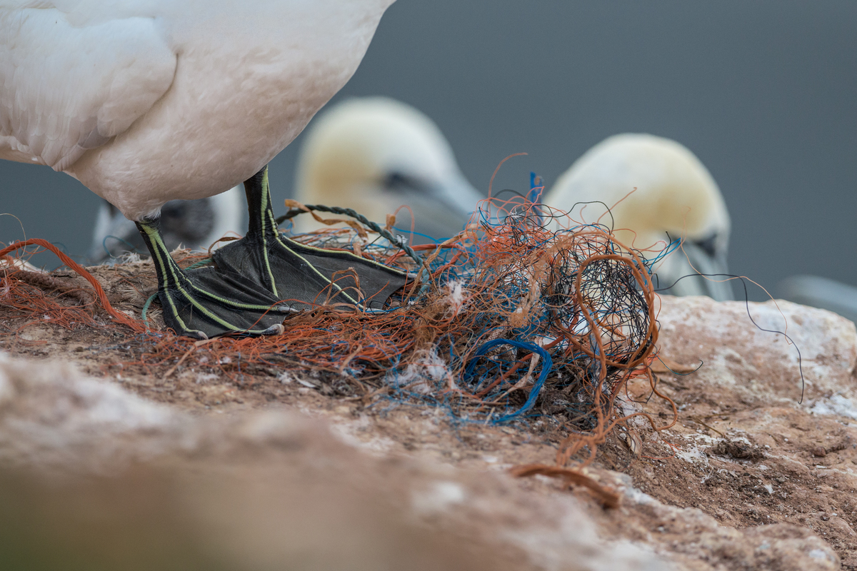 Gannets on Heligoland with Plastic Waste © Robert Marc Lehmann / Greenpeace