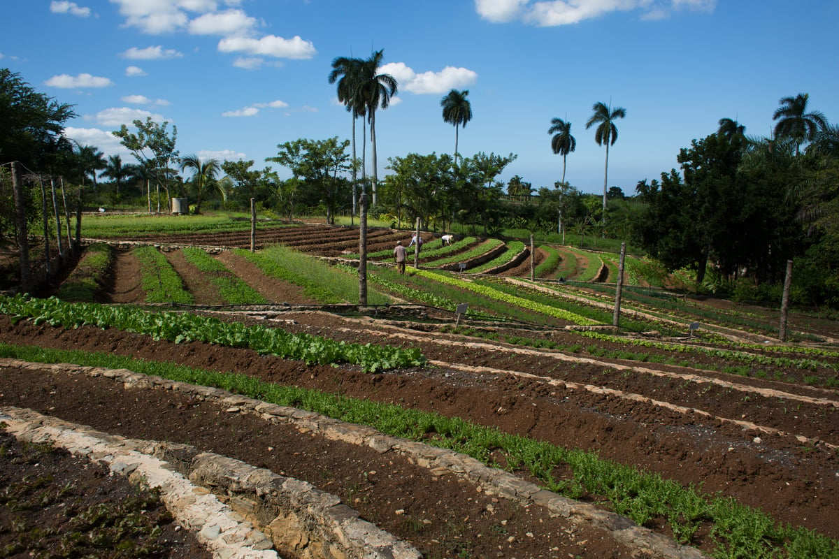 Crops on Finca Marta Farm in Cuba © Alonso Crespo / Greenpeace