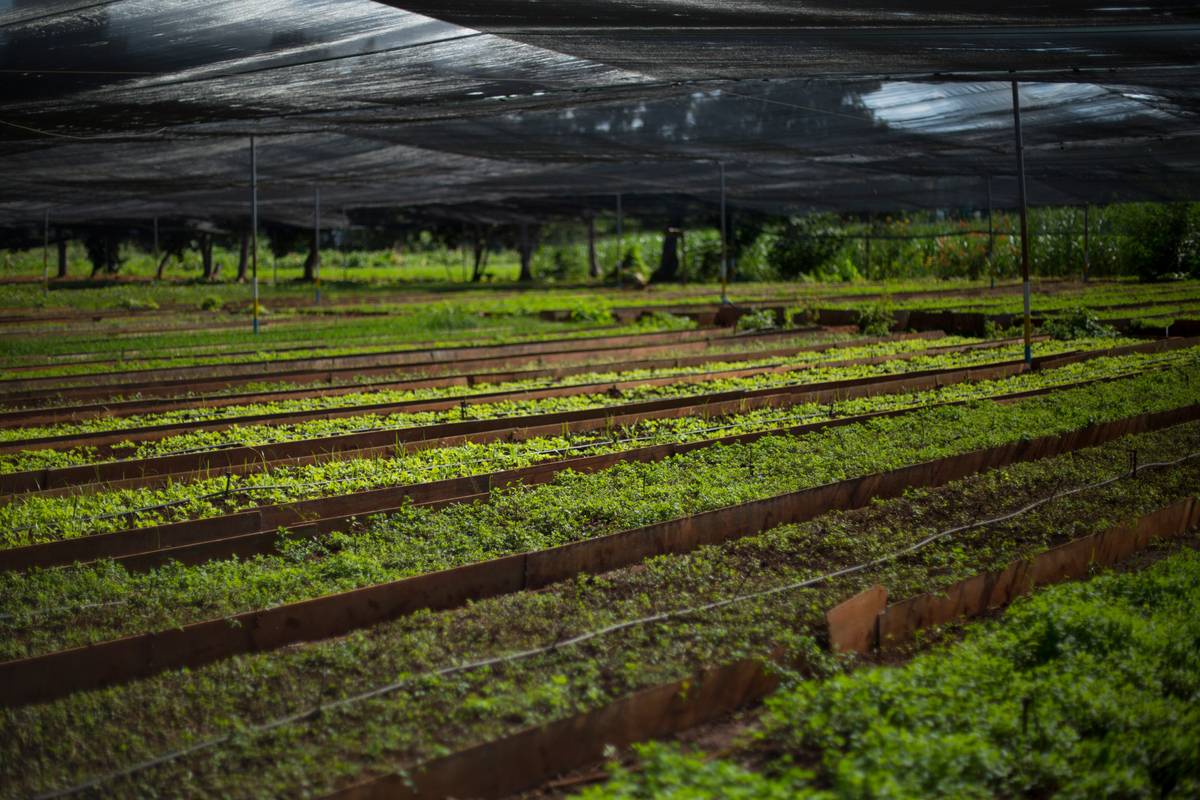 Crops on Finca Alamar Farm in Cuba © Alonso Crespo / Greenpeace