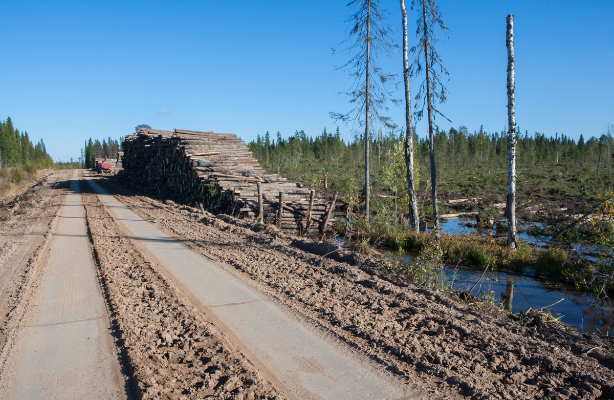 Industrial Logging in the Arkhangelsk Region, 13 Sep 2016. © Igor Podgorny / Greenpeace