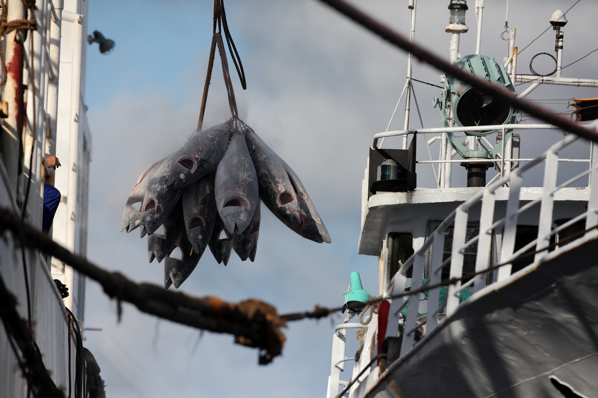 Tuna Transshipment in the Indian Ocean © Jiri Rezac / Greenpeace