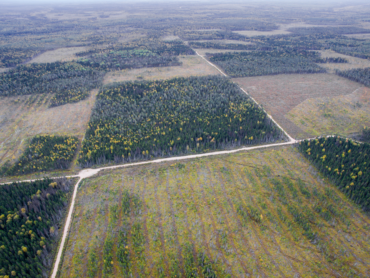 Virgin Forest Destruction in Arkhangelsk Region in Russia. © Greenpeace