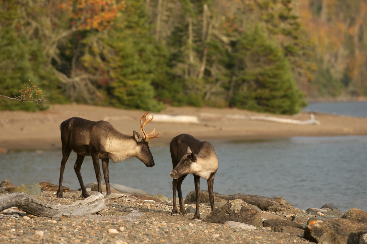 Woodland Caribou in Canada © Markus Mauthe / Greenpeace