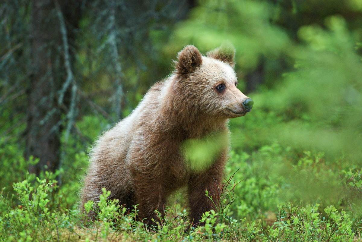 Brown Bear in Sweden © Günter Lenhardt