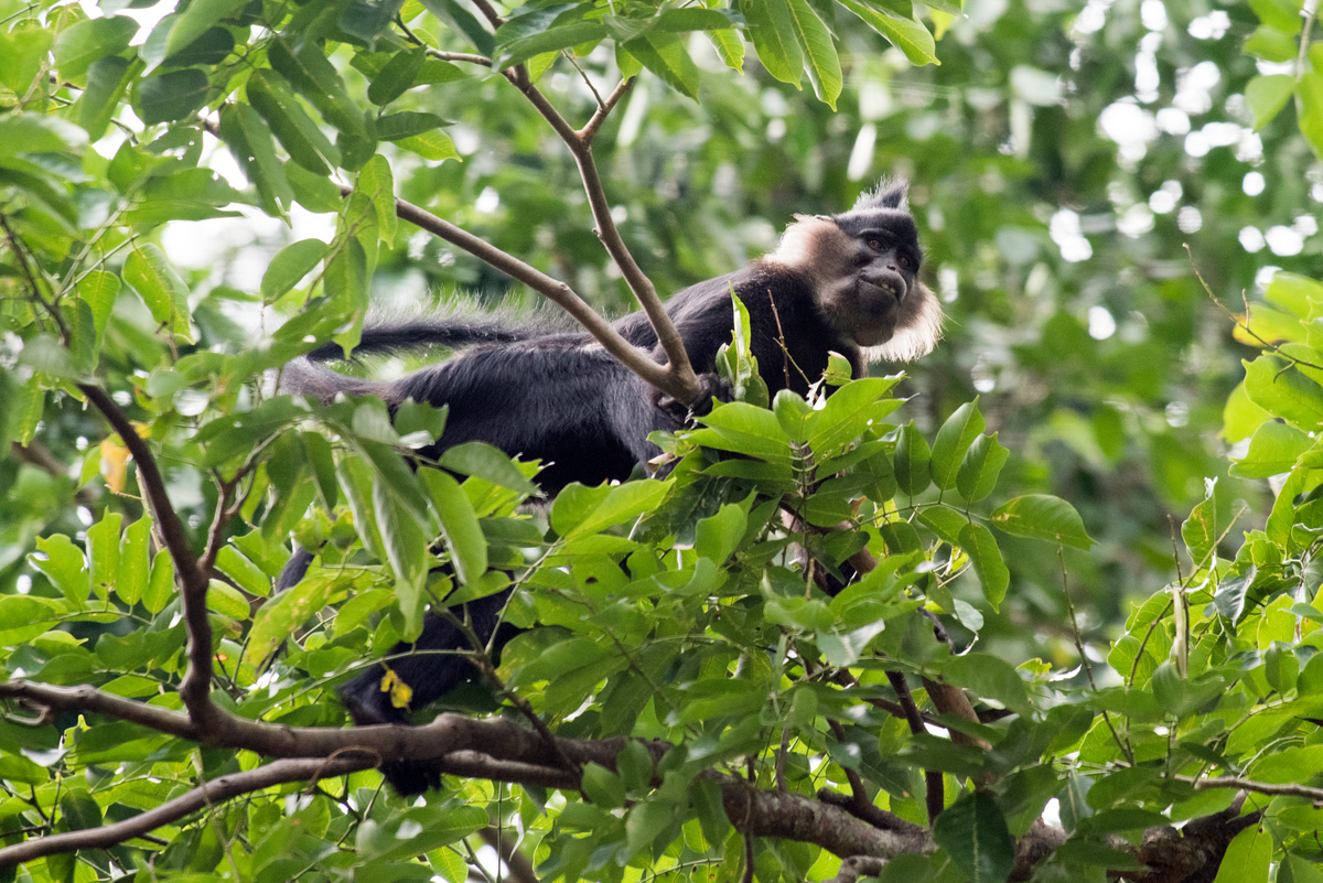 Black Crested Mangabey in DRC © Daniel Beltrá / Greenpeace