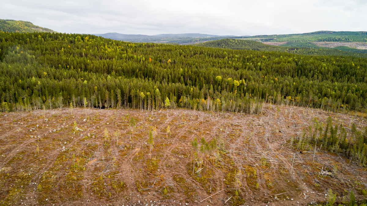 Aerial View of Forest and Clear Cut in Sweden © Edward Beskow / Greenpeace