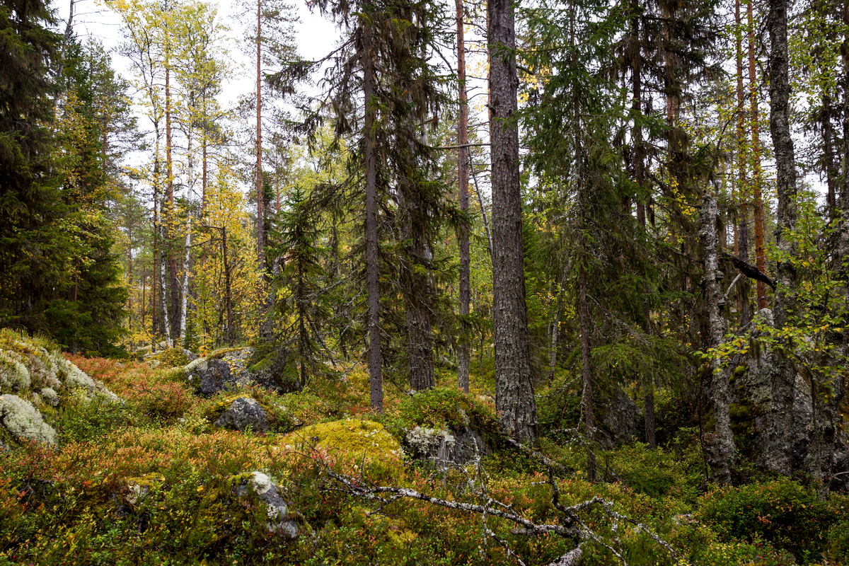 Forest near Lake Blecktjärnen in Sweden © Edward Beskow / Greenpeace