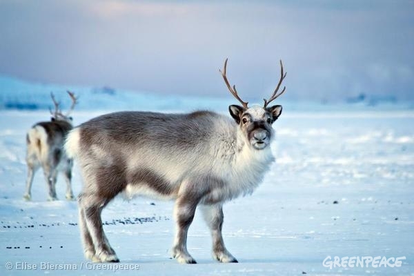 arctic deer