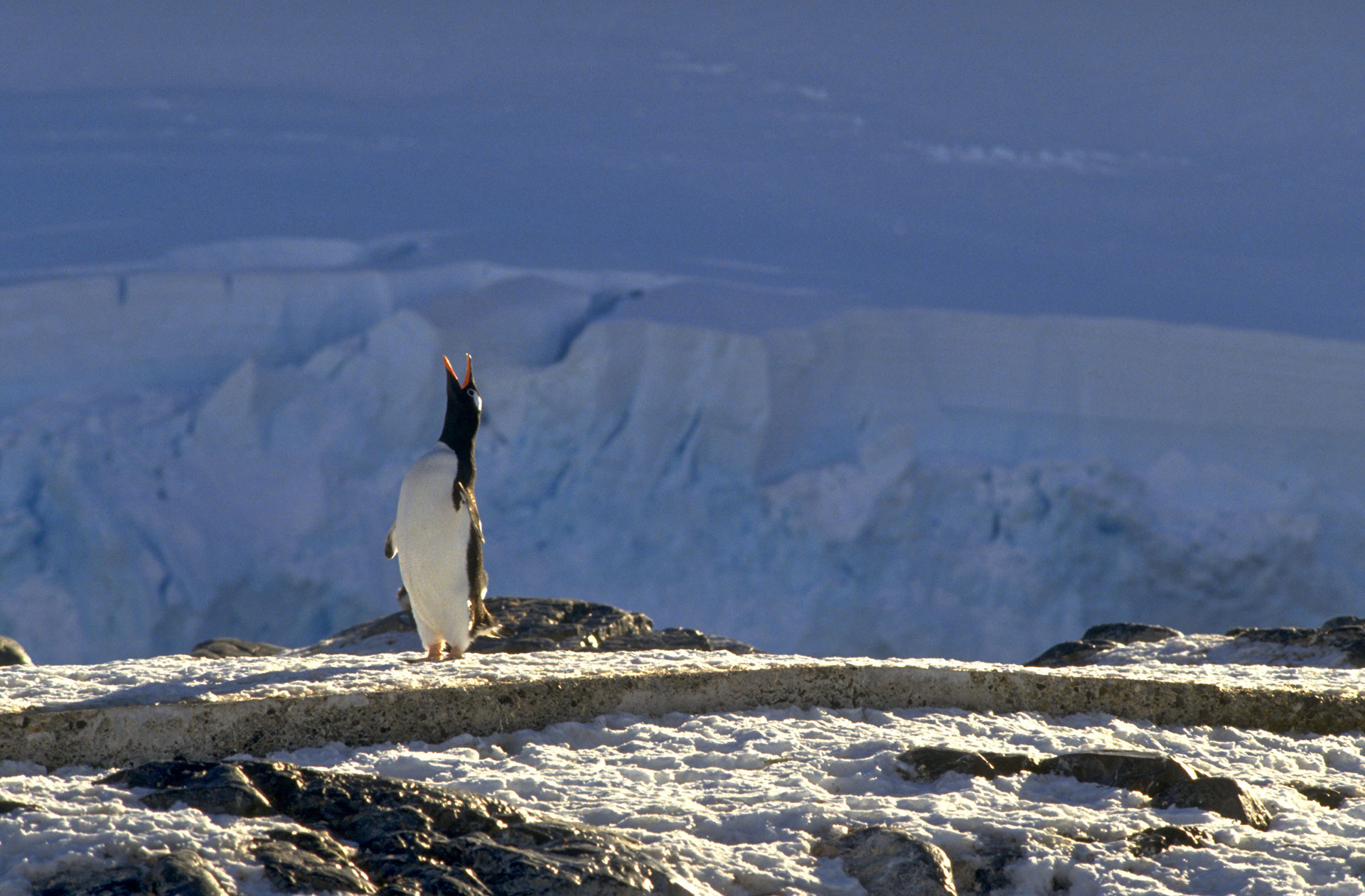 Penguin at old Chilean base Gonzales Videla © Greenpeace / Roger Grace