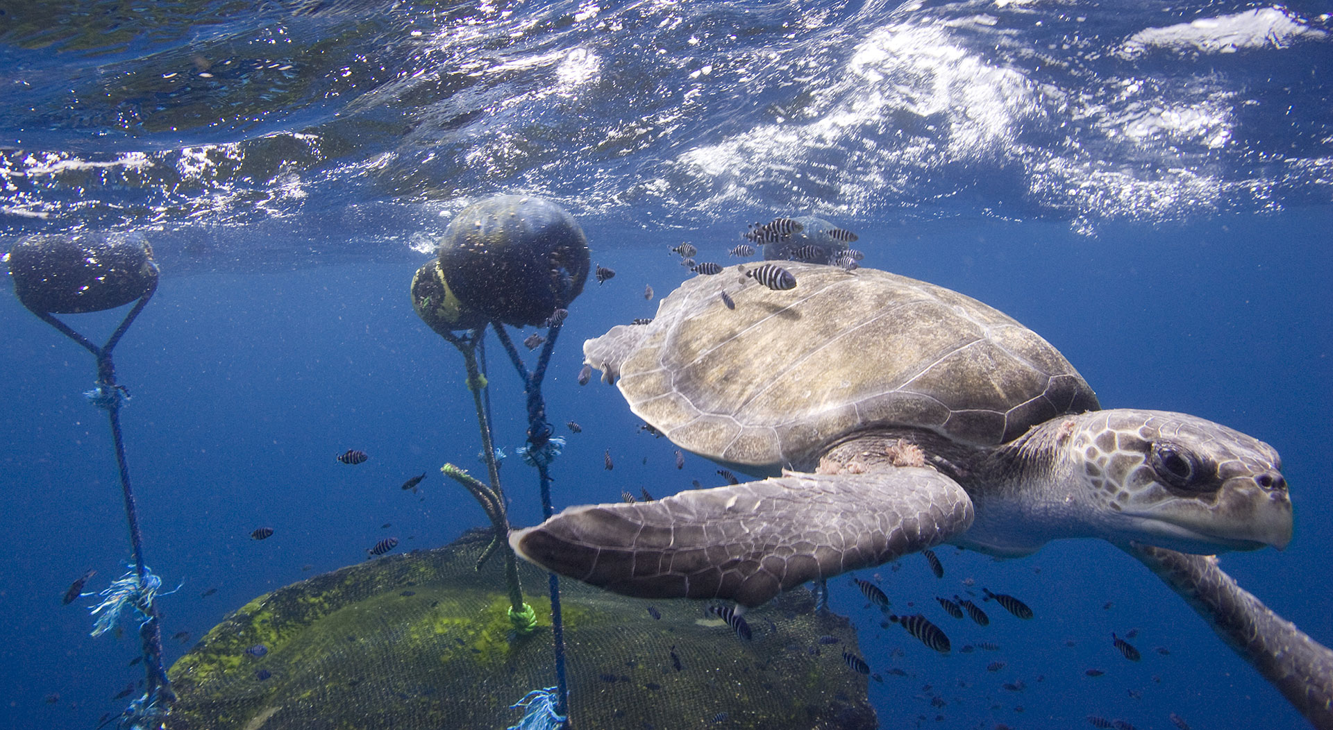 Turtle and FAD in East Pacific Ocean © Alex Hofford / Greenpeace
