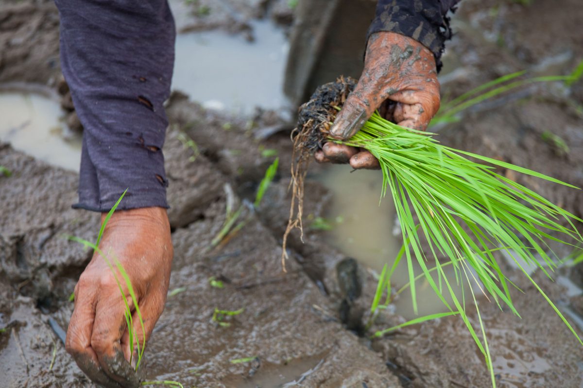 Organic Farming in Negros © Andri Tambunan / Greenpeace