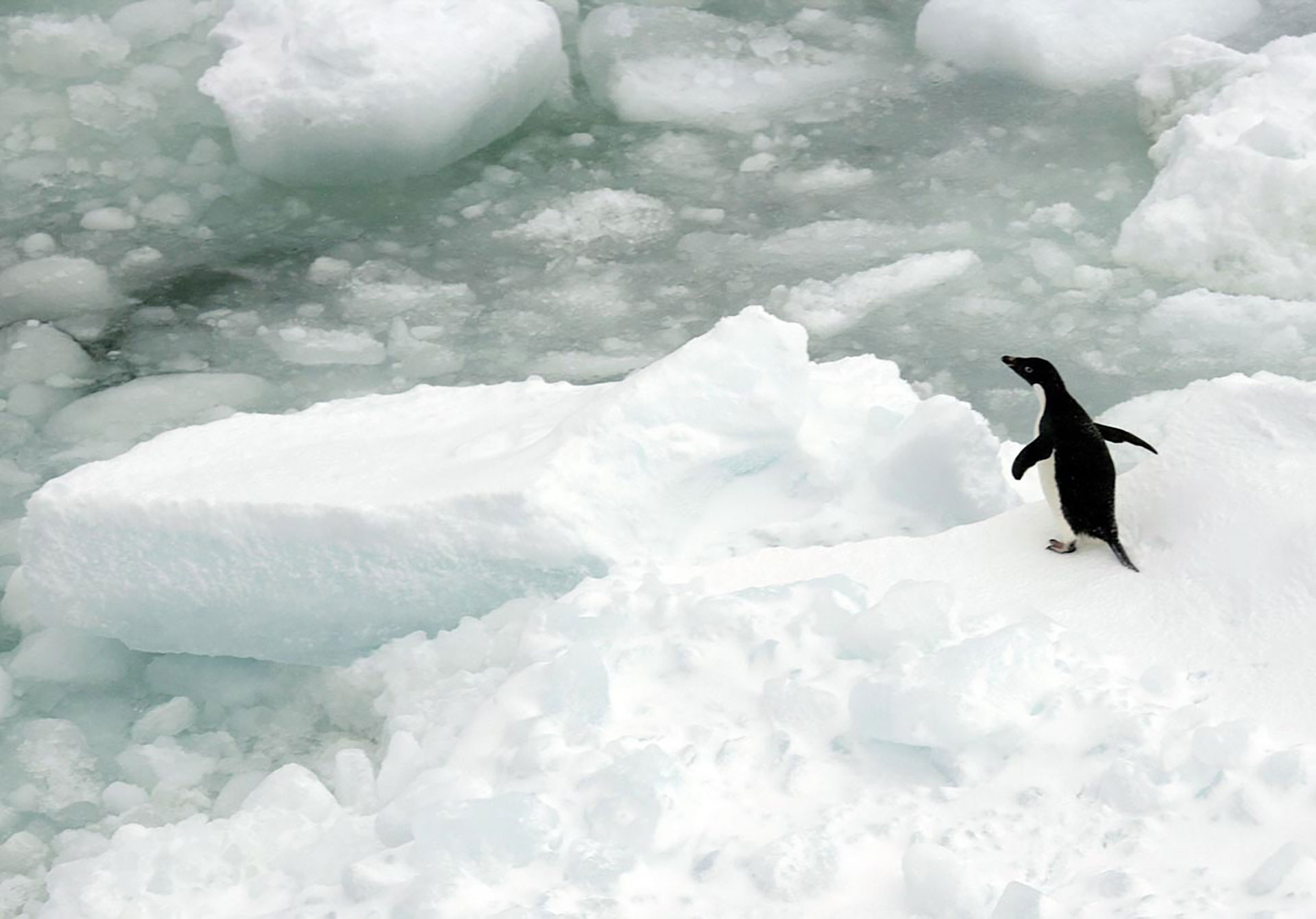 Adelie Penguins, Southern Ocean © Greenpeace / Daniel Beltrá
