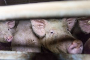 Pig Stall in Germany © Greenpeace