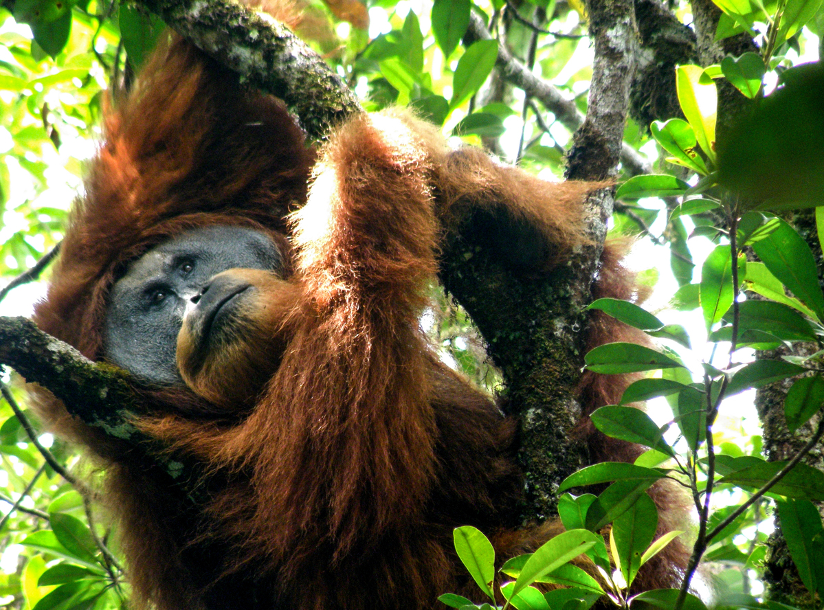 Pongo Tapanuliensis in Northern Sumatra © Tri Wahyu Susanto / Greenpeace