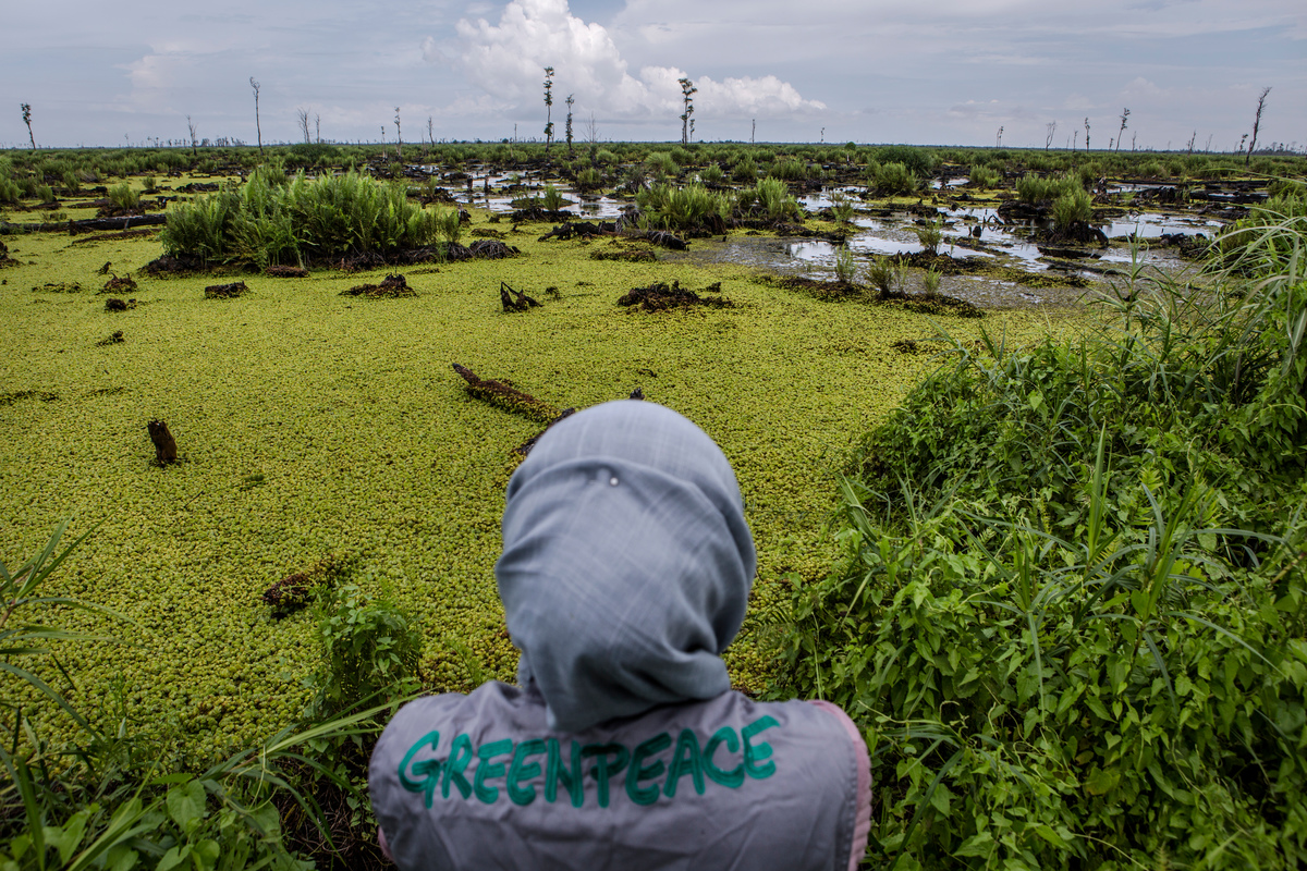 Bearing Witness in IOI Oil Palm Concession in West Kalimantan © Ulet Ifansasti / Greenpeace