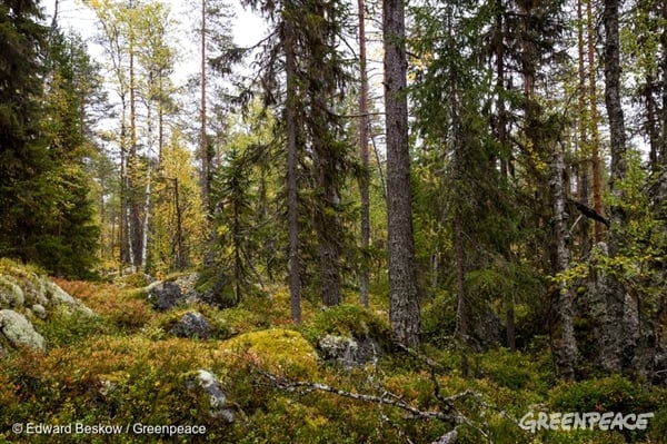 Forest near Lake Blecktjärnen in Sweden © Edward Beskow / Greenpeace