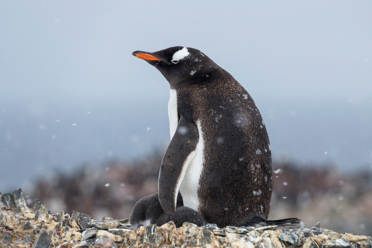 Gentoo penguin in the Antarctic © Christian Åslund / Greenpeace