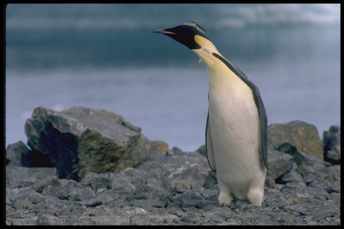 Emperor Penguin © Greenpeace / Steve Morgan
