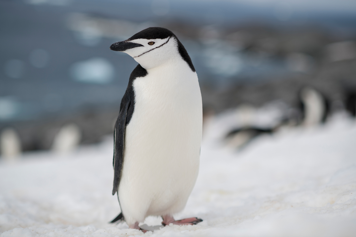 Chinstrap penguin in the Antarctic © Christian Åslund / Greenpeace