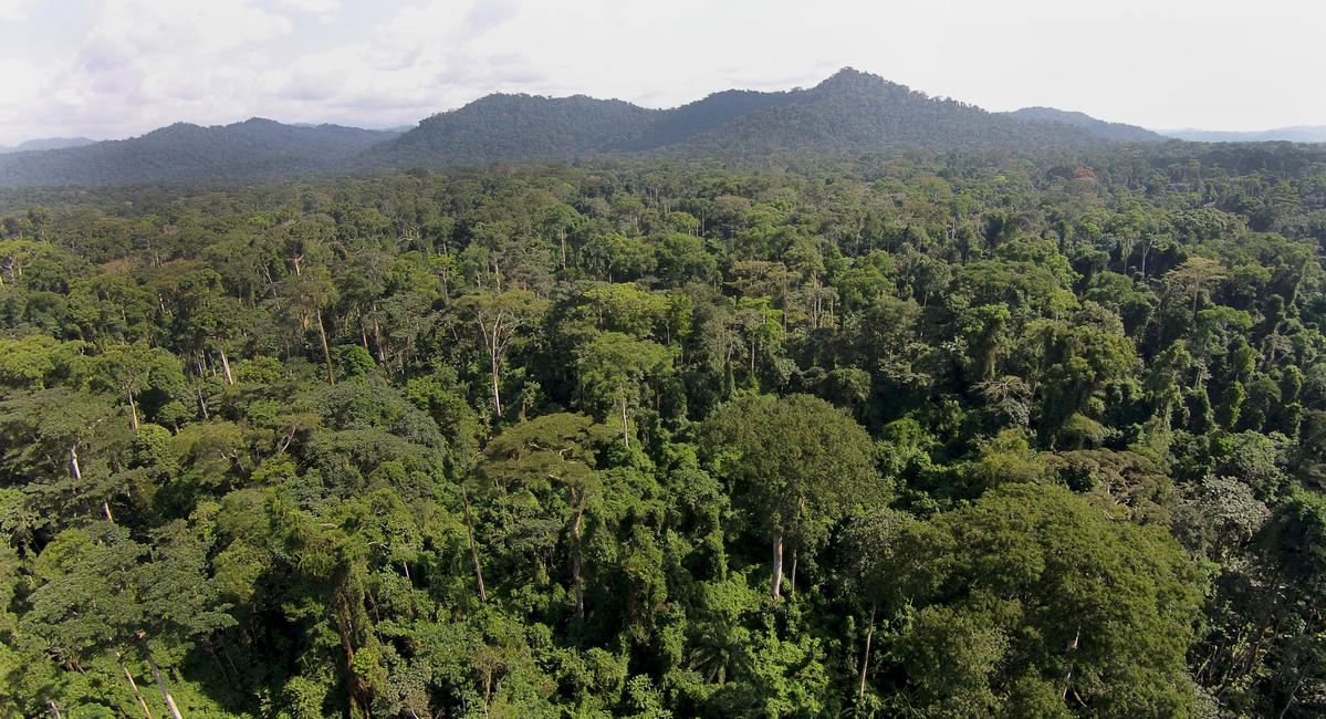 Forests in Cameroon © Greenpeace / John Novis