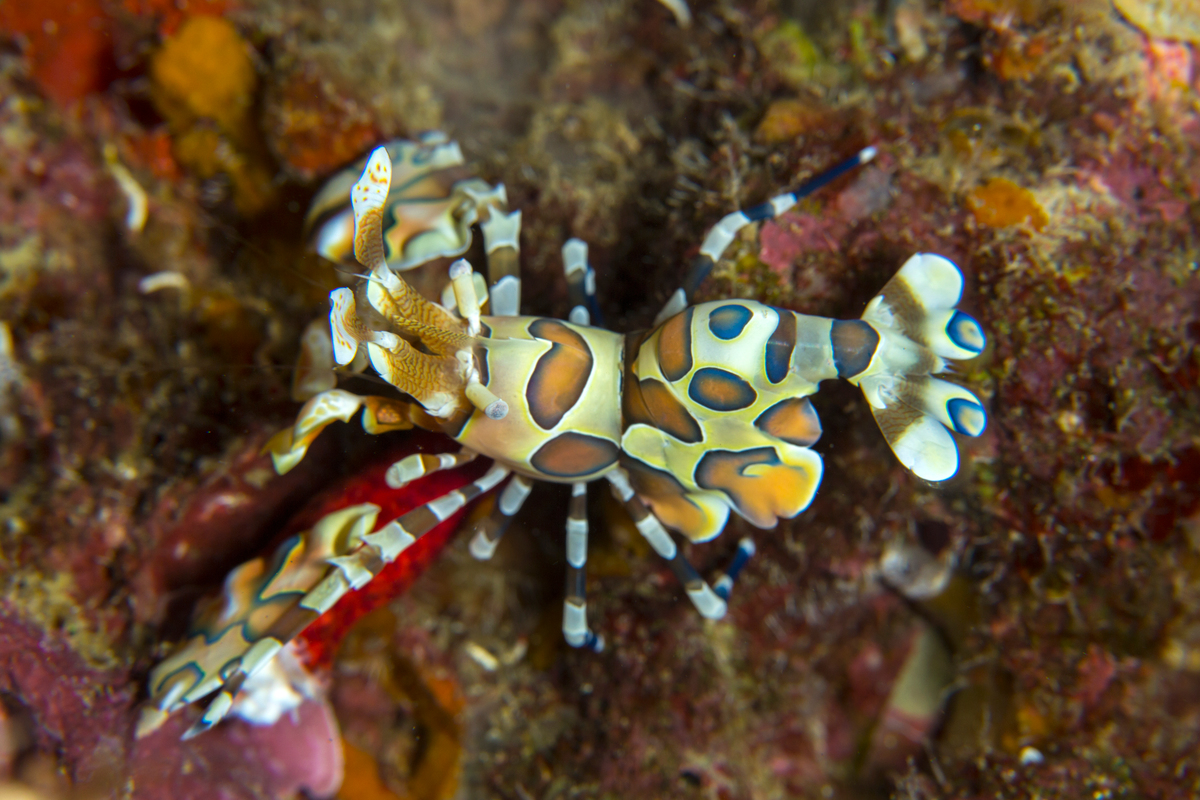 Ocean sanctuaries help breed marine creatures like these cute clown shrimp! © Baramee Temboonkiat