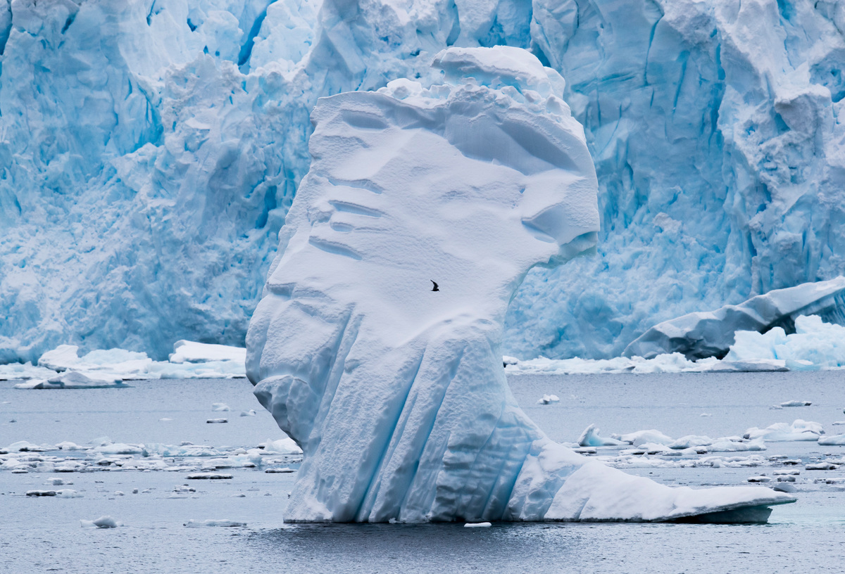 Seabird in Paradise Bay in the Antarctic © Paul Hilton / Greenpeace