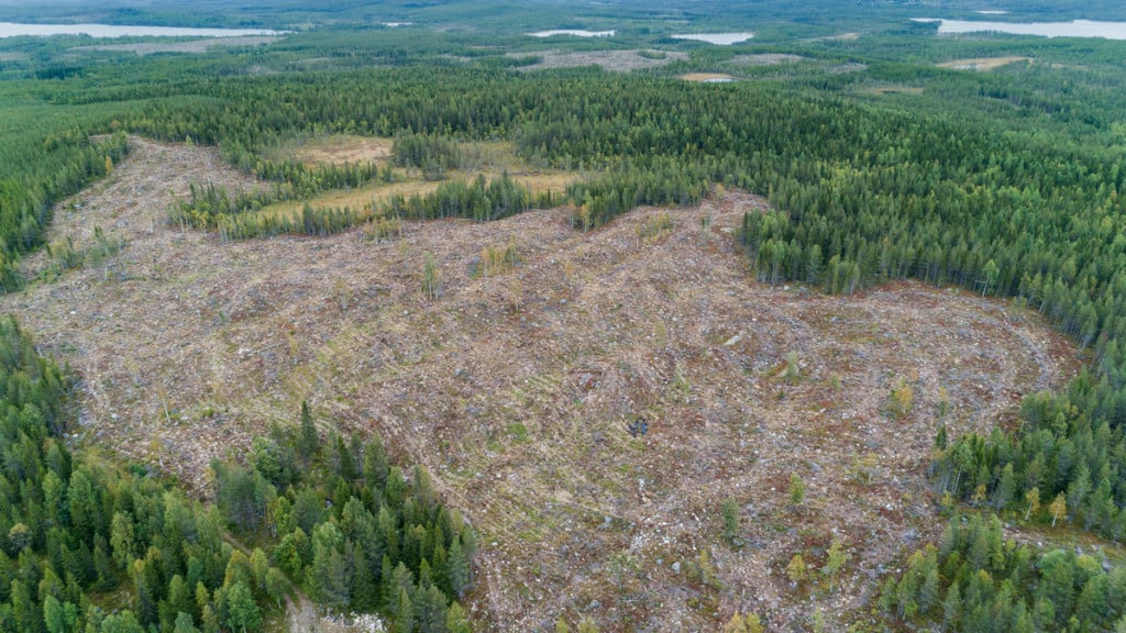 Lodgepole Pine Plantations and Clear Cut in Sweden © Christian Åslund / Greenpeace