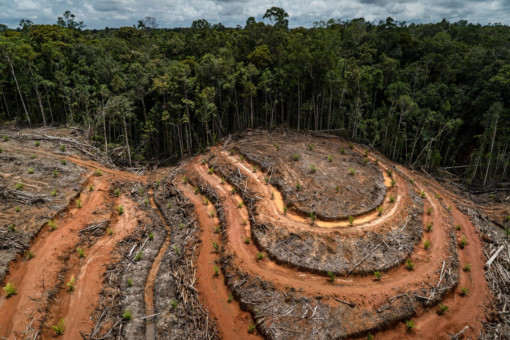 PT Megakarya Jaya Raya (PT MJR) Palm Oil Concession in Papua @ Ulet Ifansasti / Greenpeace