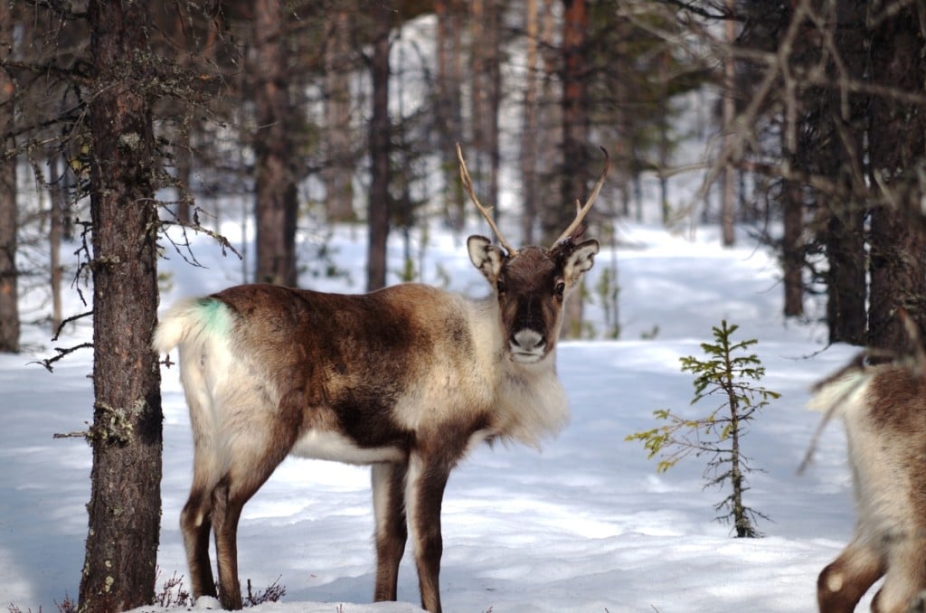 Reindeer in the Great Northern Forest © Maria Boström / SSR