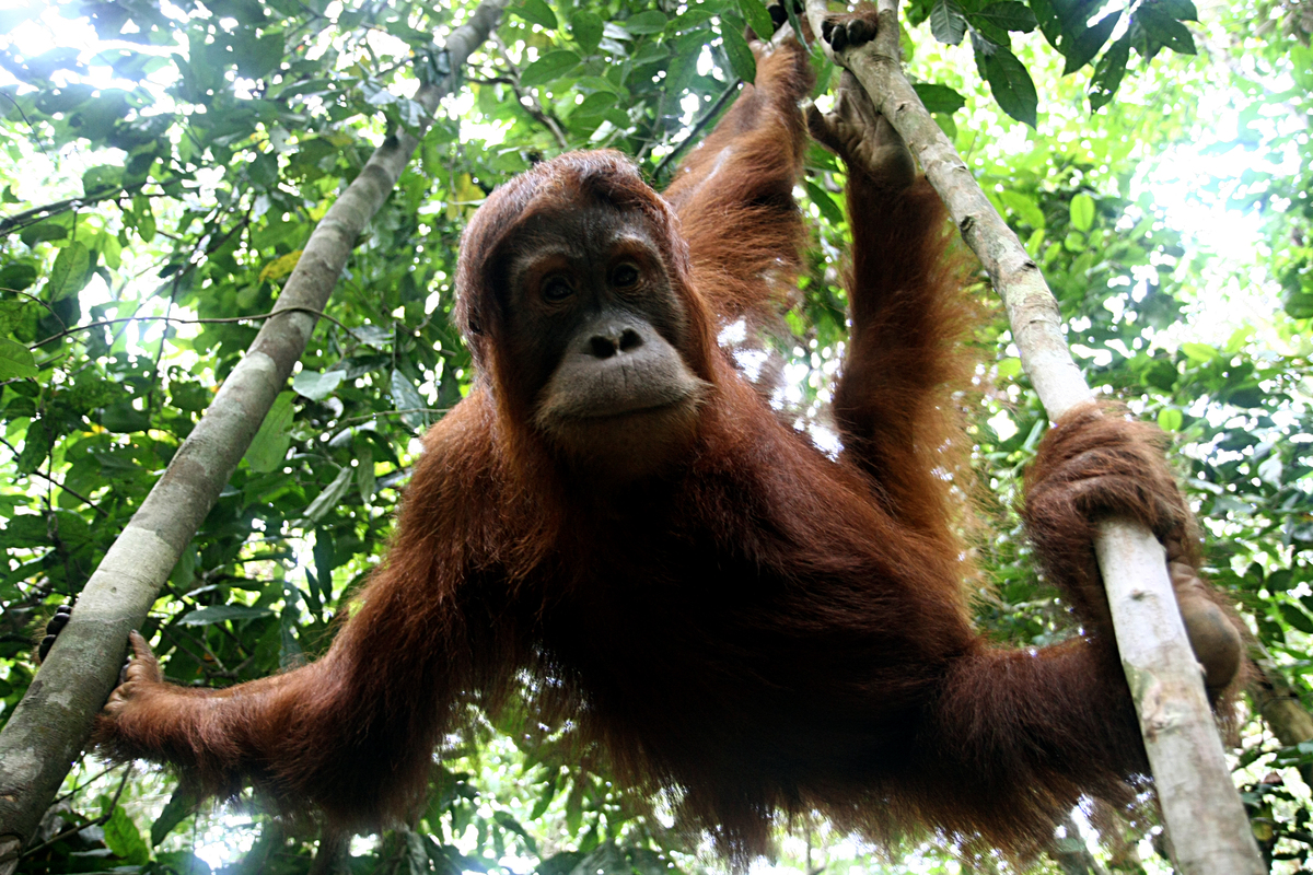 Orphaned orangutan in Sumatra © Greenpeace / Oka Budhi