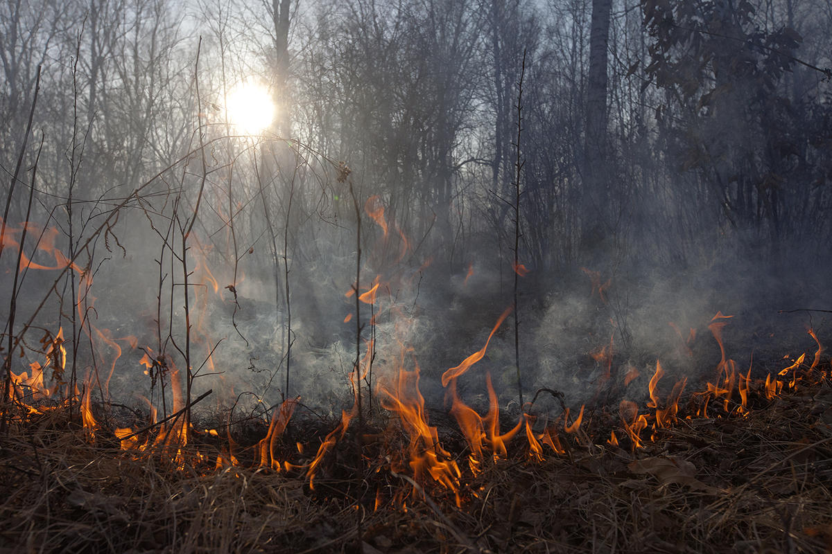 Wild fires in Amur region, Russia.