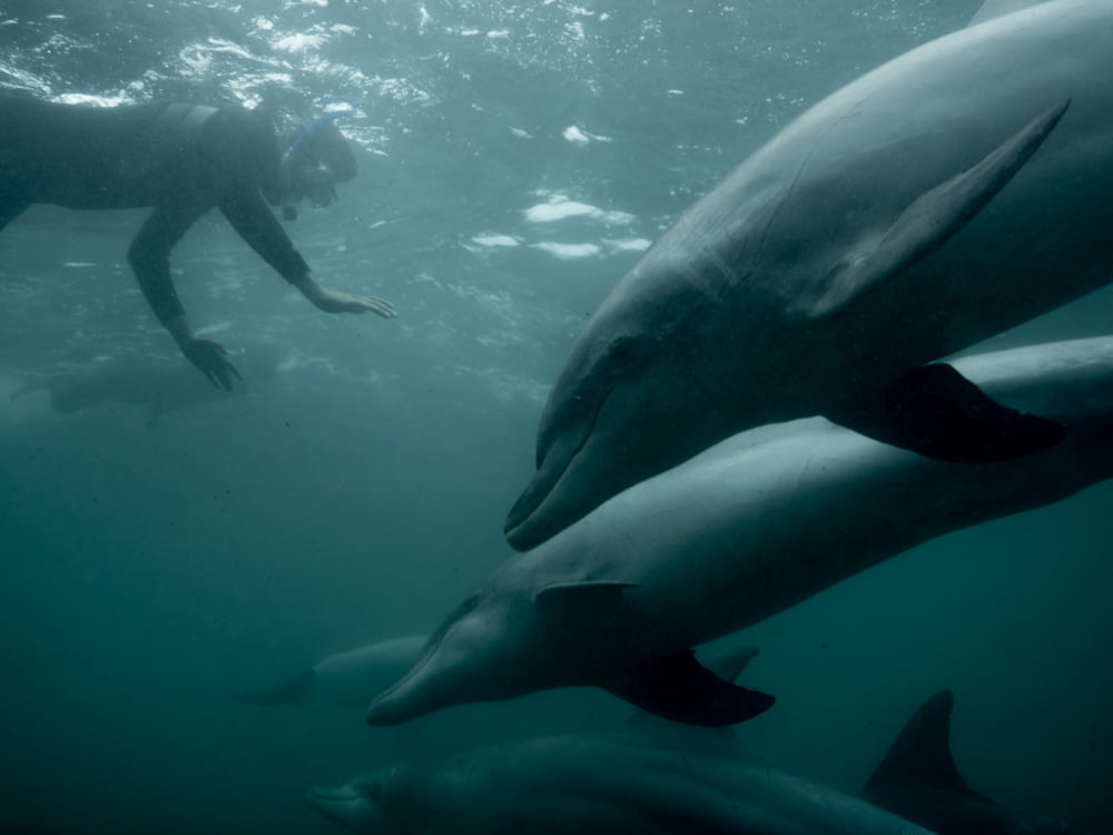 Swimming with dolphins © Michaela Skovranova / Greenpeace 