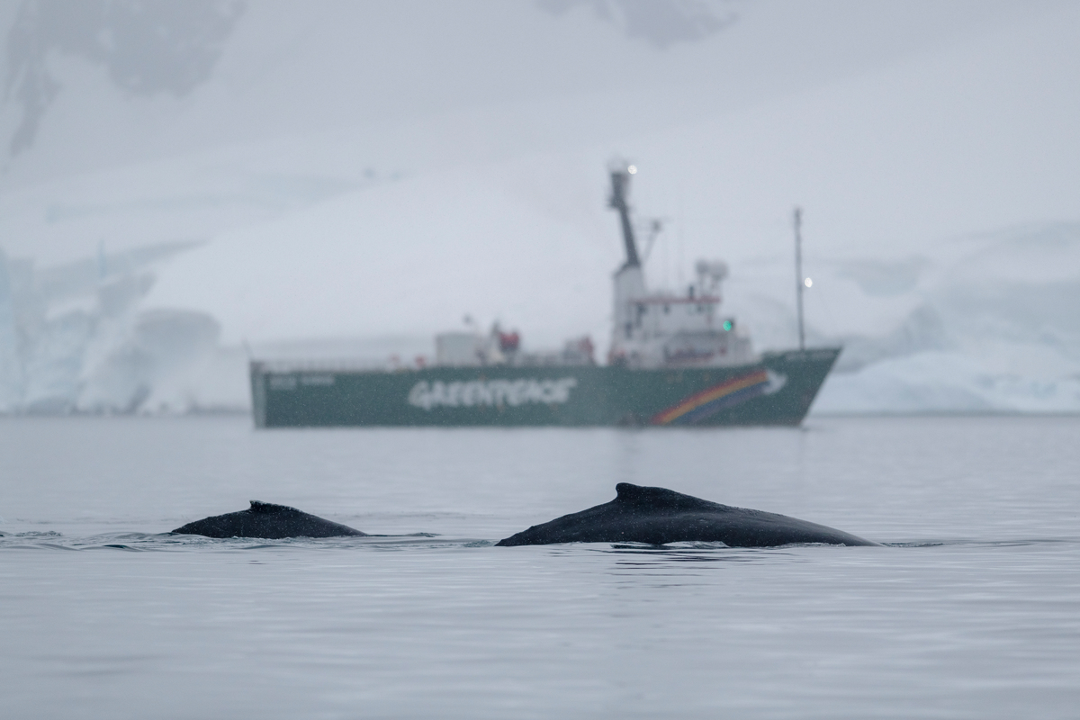 Humpback whale and calf in the Antarctic © Christian Åslund / Greenpeace