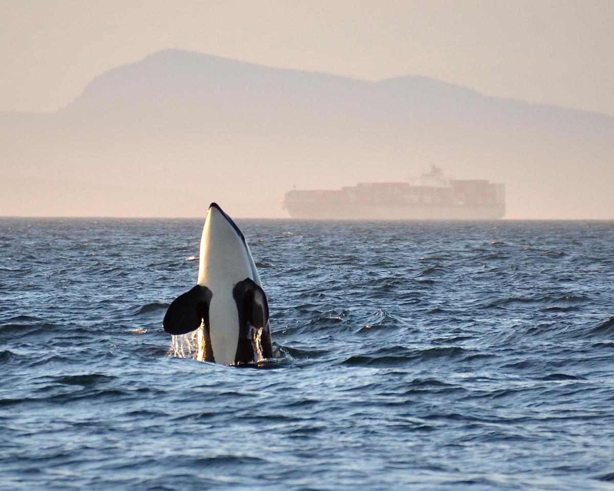 Southern Resident orca with a container ship in the background.