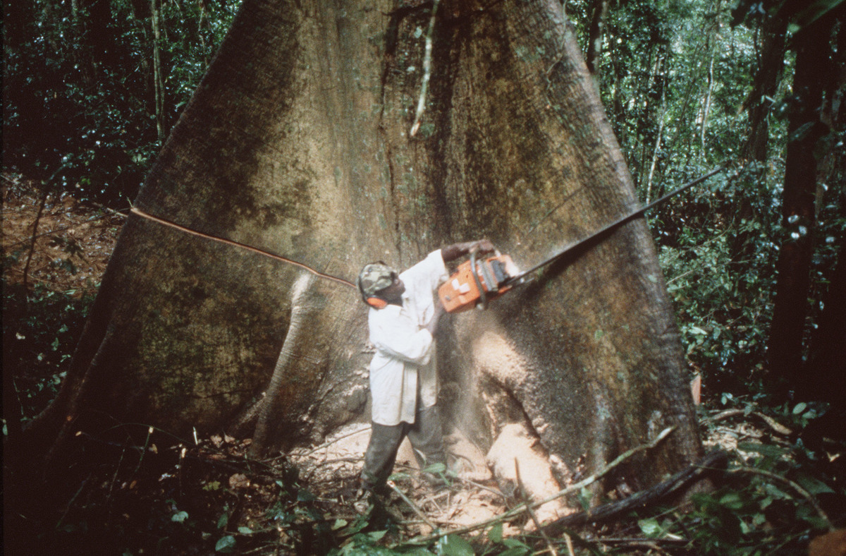 Logger in Cameroon (1999), © Steve Morgan / Greenpeace