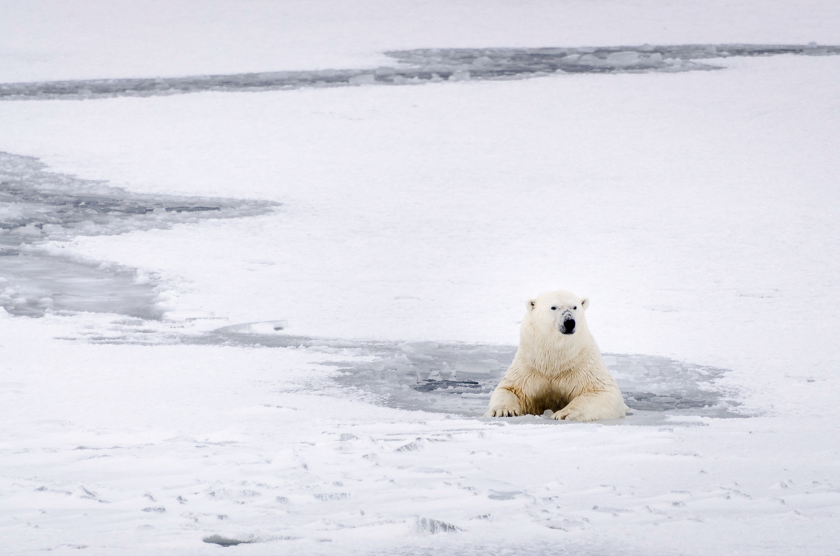 A polar bear rests in the icy water in Svalbard. (2016) © Rasmus Törnqvist / Greenpeace