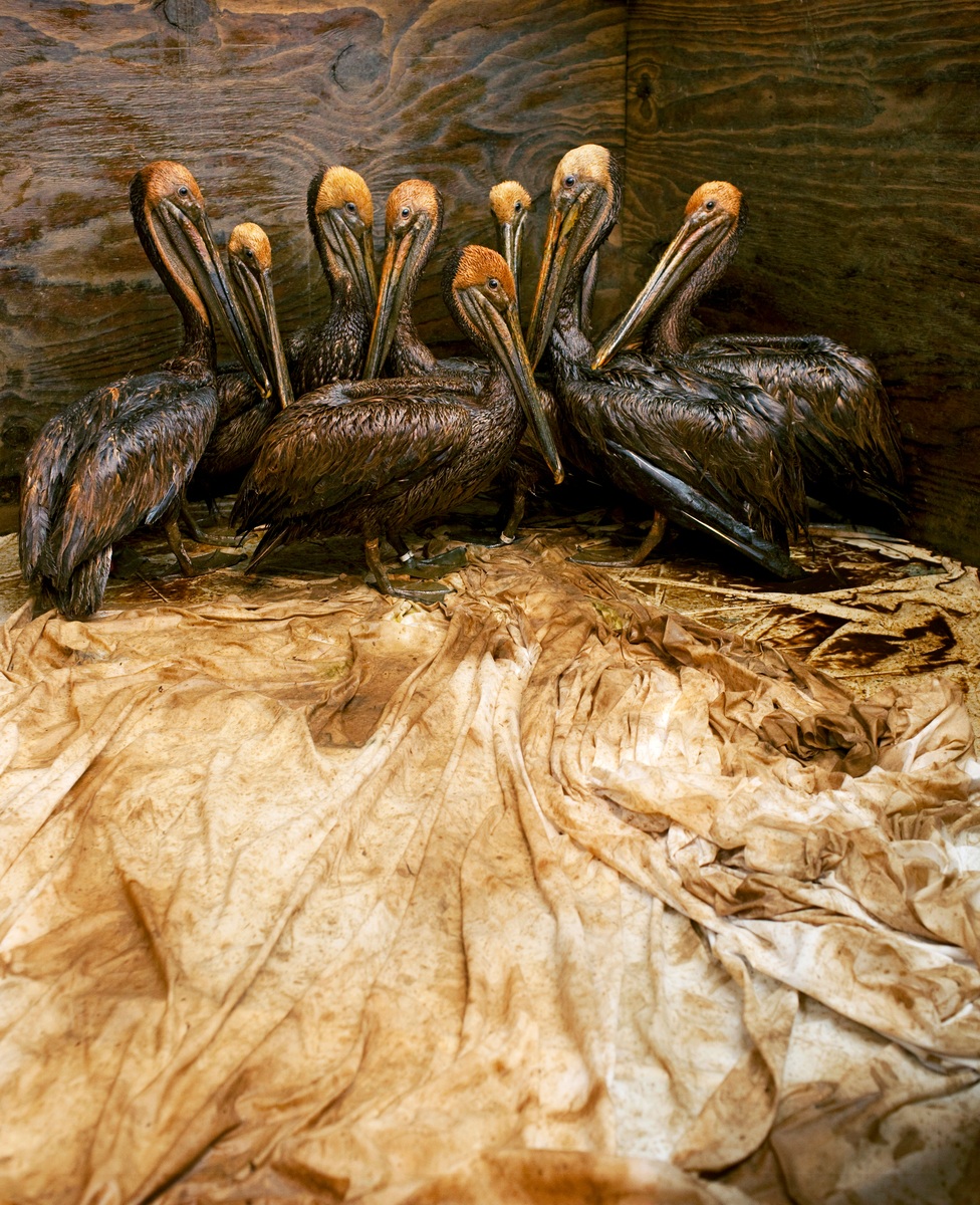 Oiled Brown Pelicans in Louisiana (2010). © Daniel Beltrá / Greenpeace