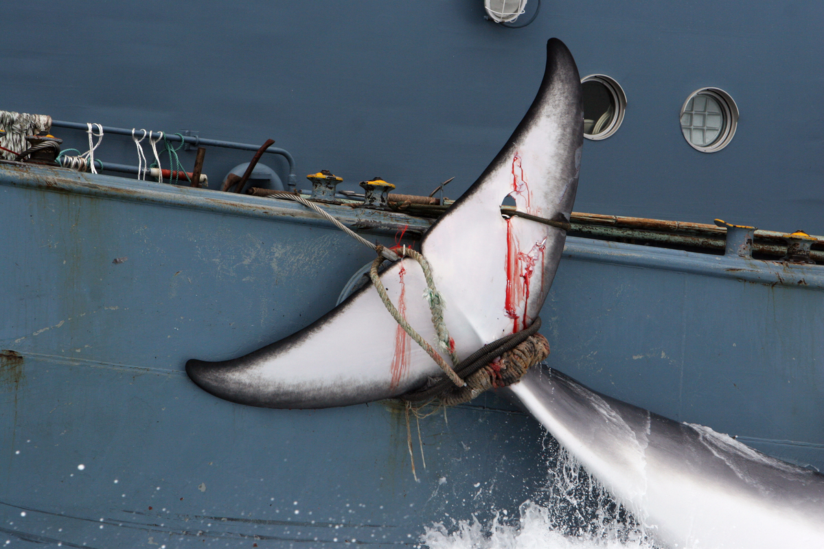 Whale secured alongside the Yushin Maru No.2 catcher ship from the Japanese whaling fleet. (2006), © Greenpeace / Kate Davison