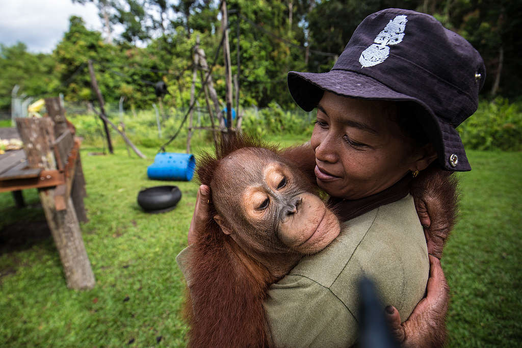 Orangutan at BOS Nyaru Menteng Orangutan Rescue Center in Indonesia © Bjorn Vaugn / BOSF / Greenpeace © Bjorn Vaugn / BOSF / Greenpeace