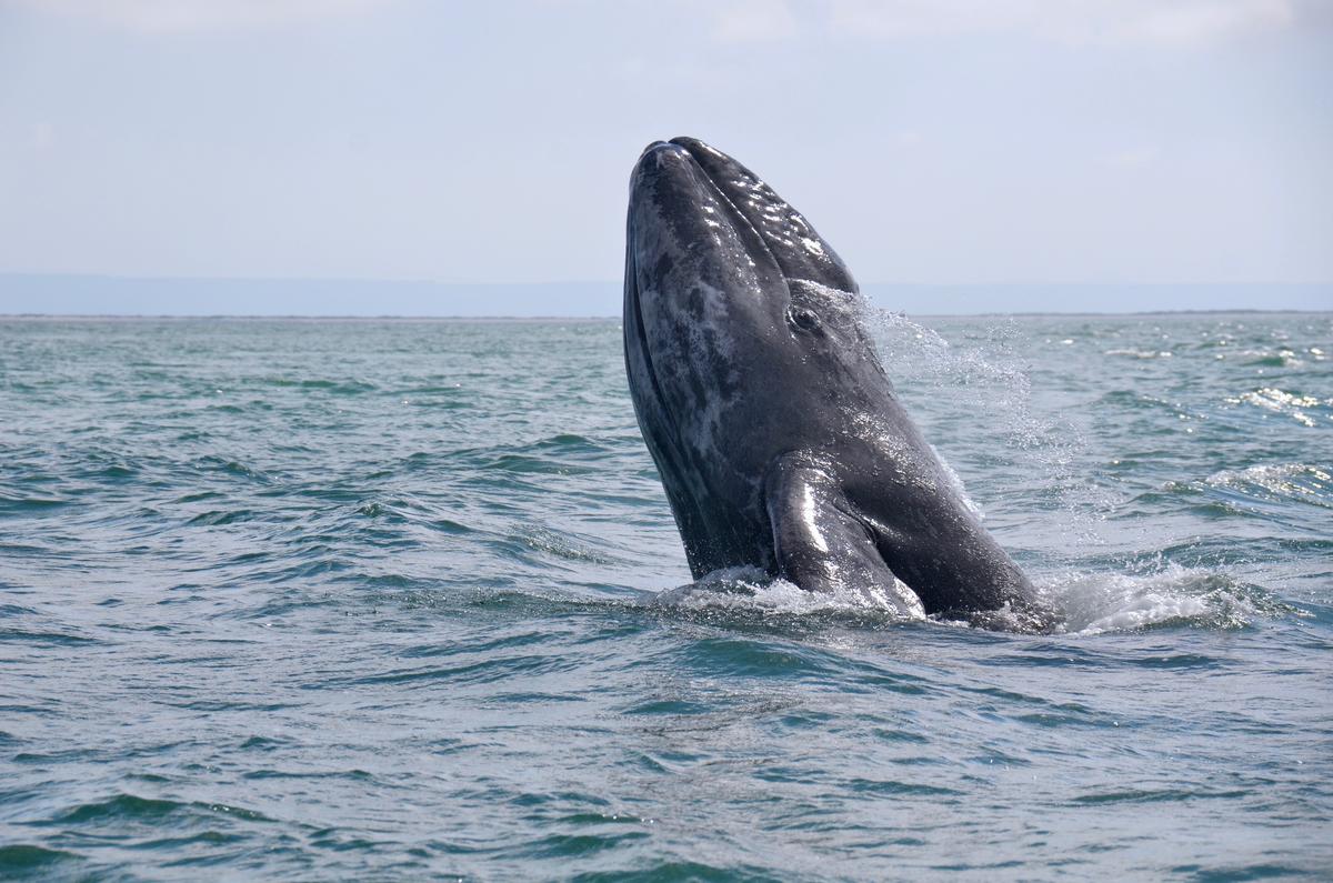 Gray Whale in Mexico © Monika Wieland Shields / Greenpeace