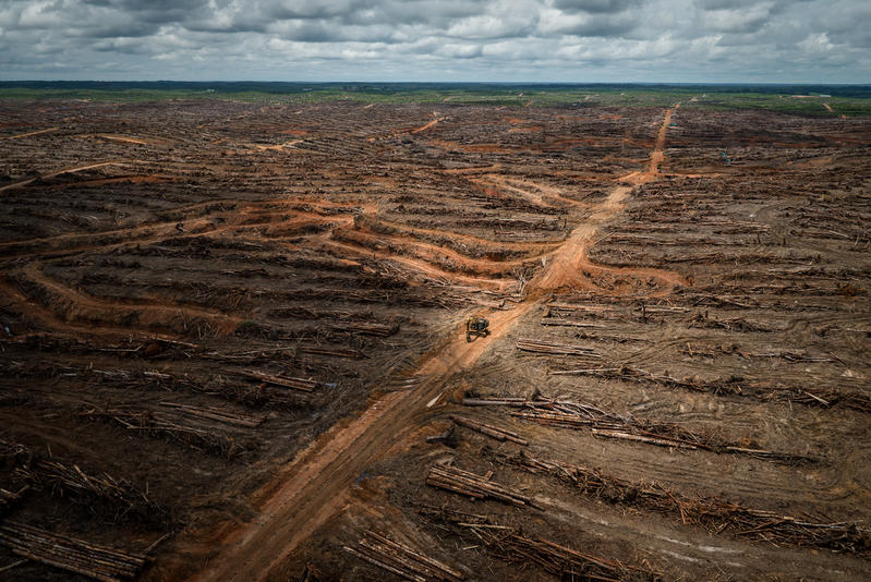 PT Megakarya Jaya Raya (PT MJR) Palm Oil Concession in Papua © Ulet Ifansasti / Greenpeace