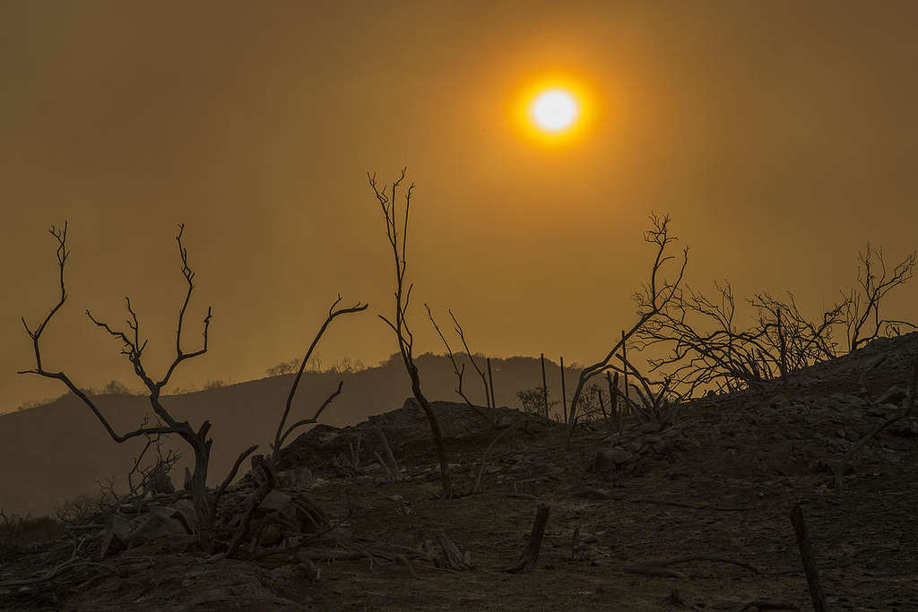 Wildfires swept through California this summer © David McNew / Greenpeace