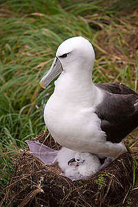 White-capped Albatross and Chick in New Zealand © Greenpeace / Dave Hansford
