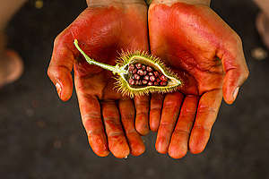 Achiote Fruit in the Amazon Rainforest © Valdemir Cunha / Greenpeace