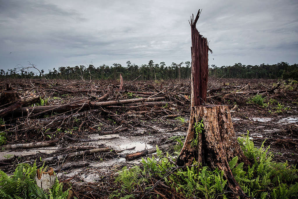  Deforestation for palm oil Indonesia © Ulet Ifansasti / Greenpeace