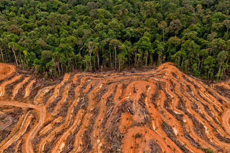 P and G Palm Oil Supplier Concession in Kalimantan
