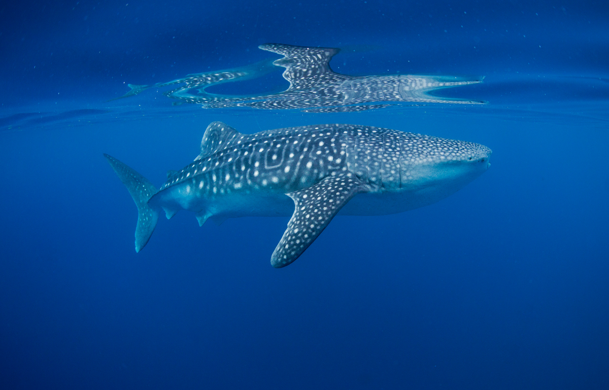 Whale Shark in Pacific Waters. © Paul Hilton / Greenpeace