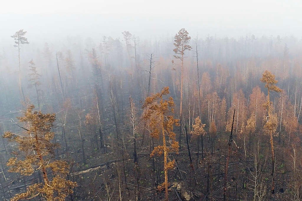 Siberian Forest Fires Aftermath in Russia © Anton Voronkov / Greenpeace