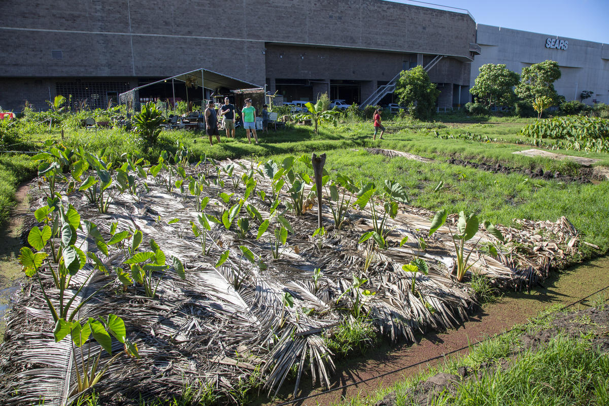Food for Life Campaign Visit to Kaonohi Urban Farm in Hawaii. © Greenpeace / Tim Aubry