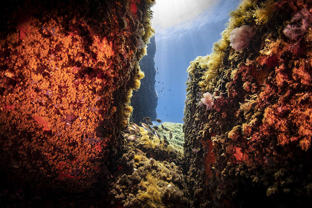 Underwater Sea Life at Elba Island. © Lorenzo Moscia / Greenpeace